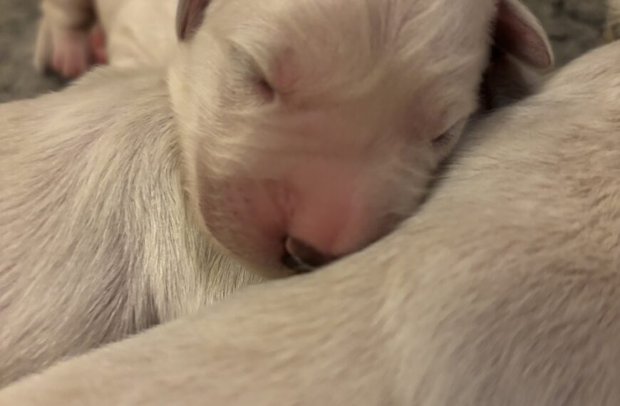 Nya valpar på gång!