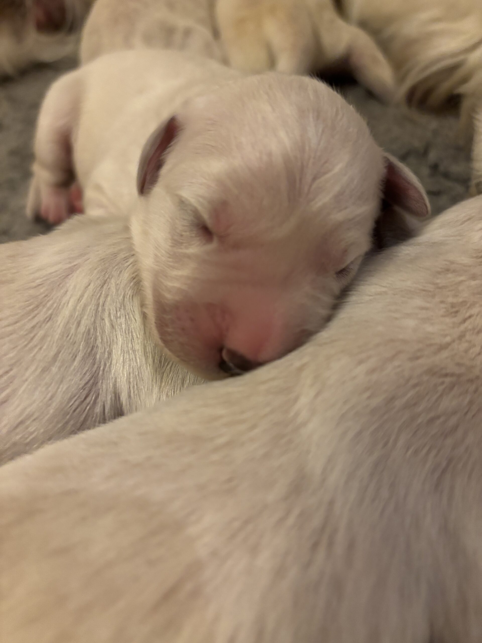 Nya valpar på gång!